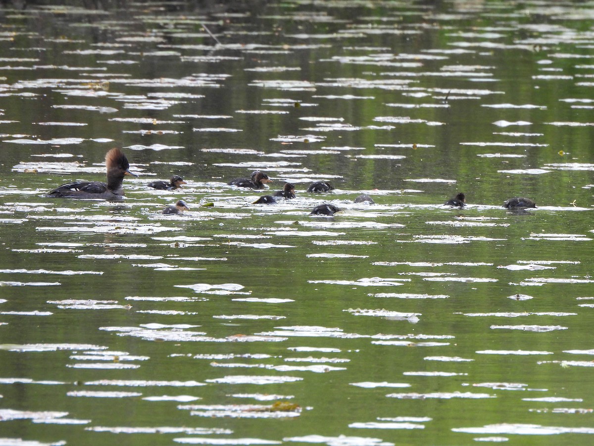 Hooded Merganser - ML618129601