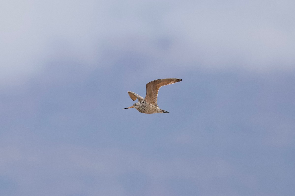 Marbled Godwit - Bill Schneider