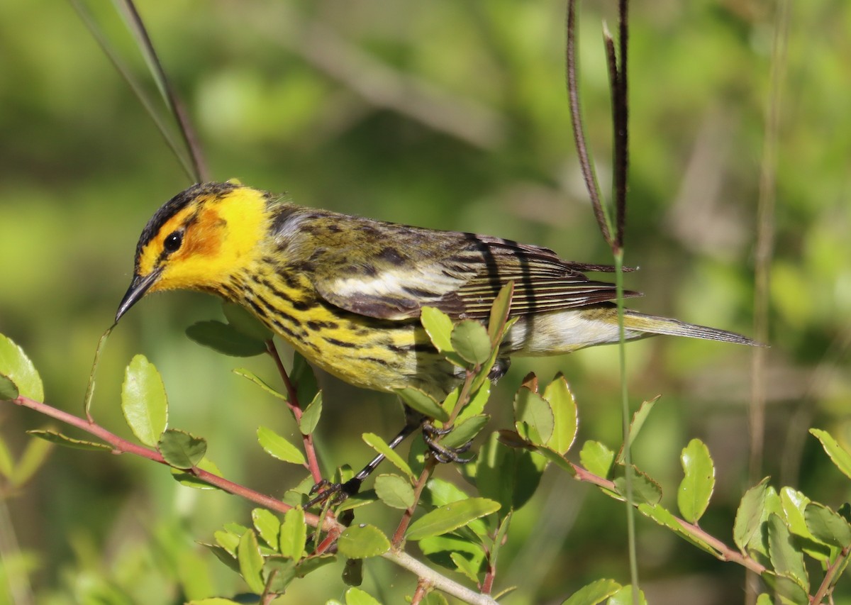 Cape May Warbler - Juli deGrummond