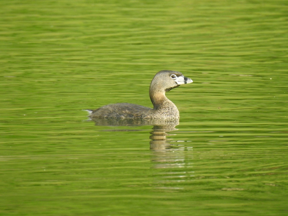 Pied-billed Grebe - Coral Avilés Santiago