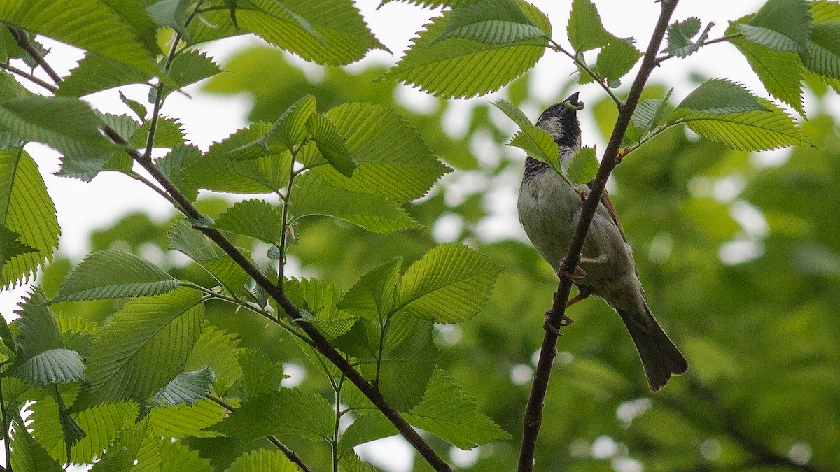 House Sparrow - Todd Kiraly