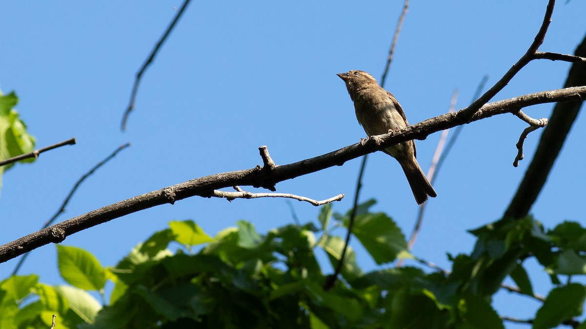 House Sparrow - Todd Kiraly