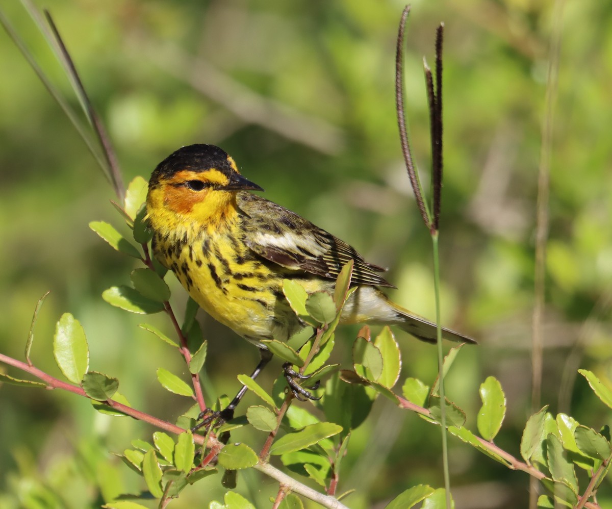 Cape May Warbler - Juli deGrummond