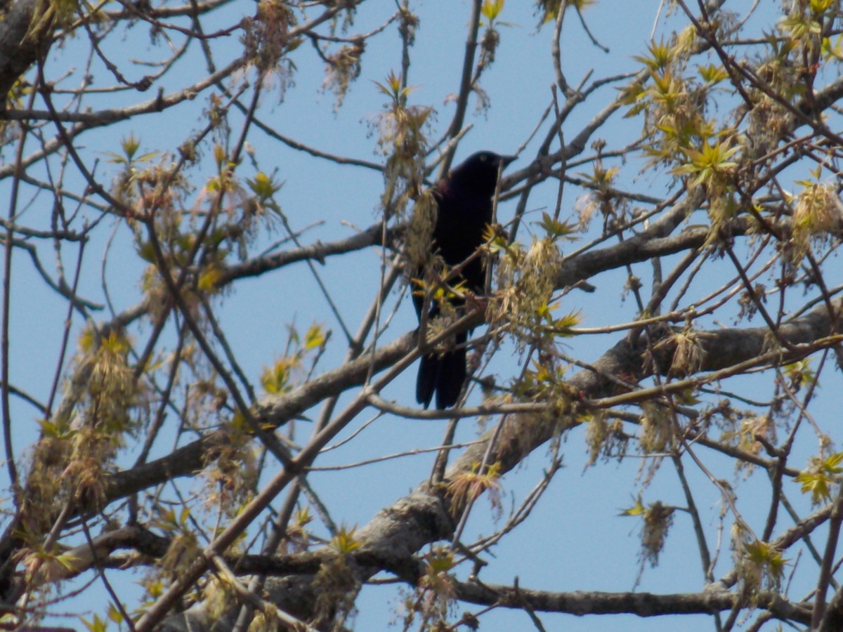 Common Grackle - Glenn Knoblock