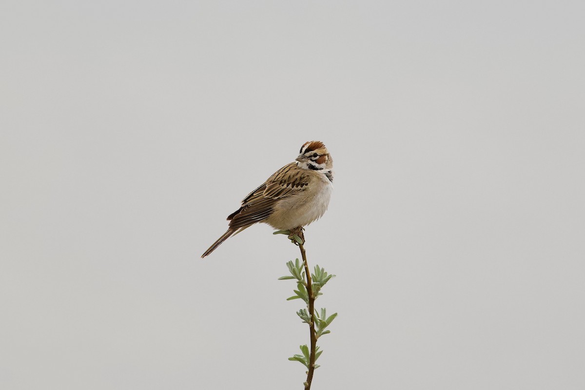 Lark Sparrow - ML618129667