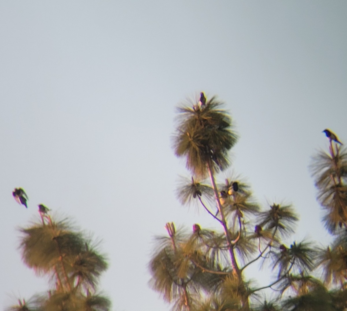 Yellow-billed Magpie - Konshau Duman