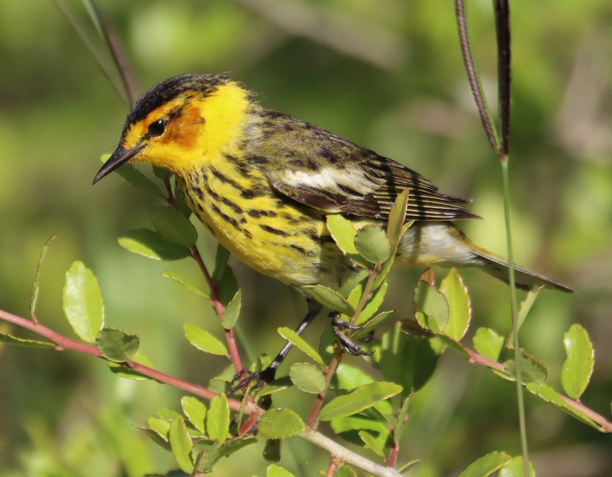 Cape May Warbler - Juli deGrummond