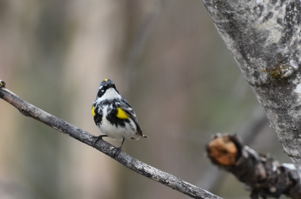 Yellow-rumped Warbler - Garry Waldram