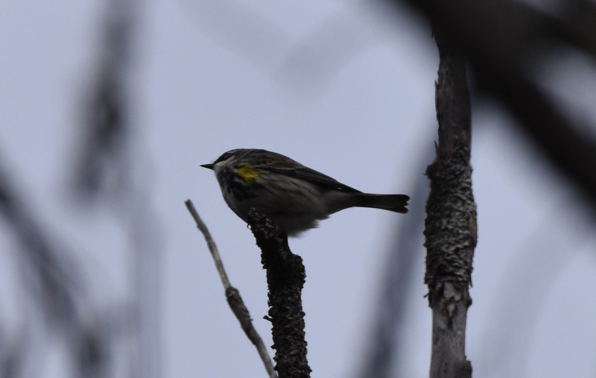 Yellow-rumped Warbler - Garry Waldram