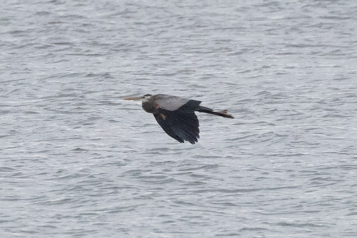 Great Blue Heron - John Reynolds