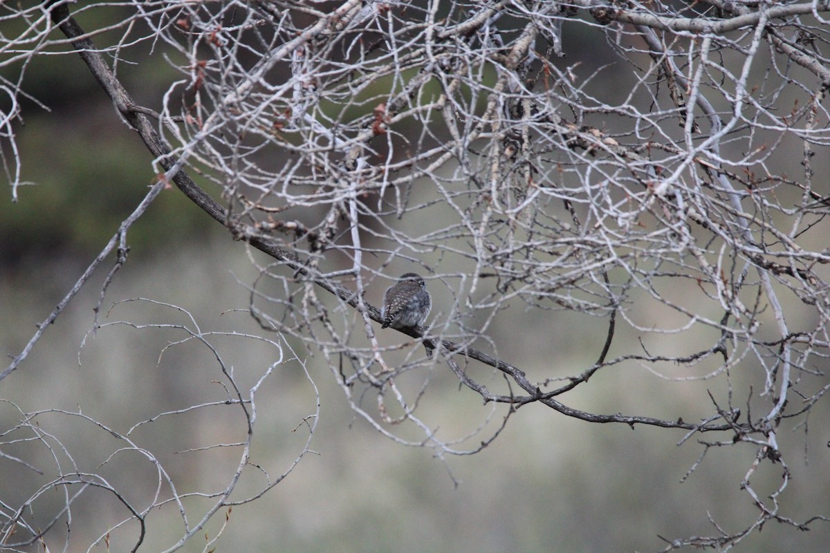 Northern Pygmy-Owl - Kalder Korte