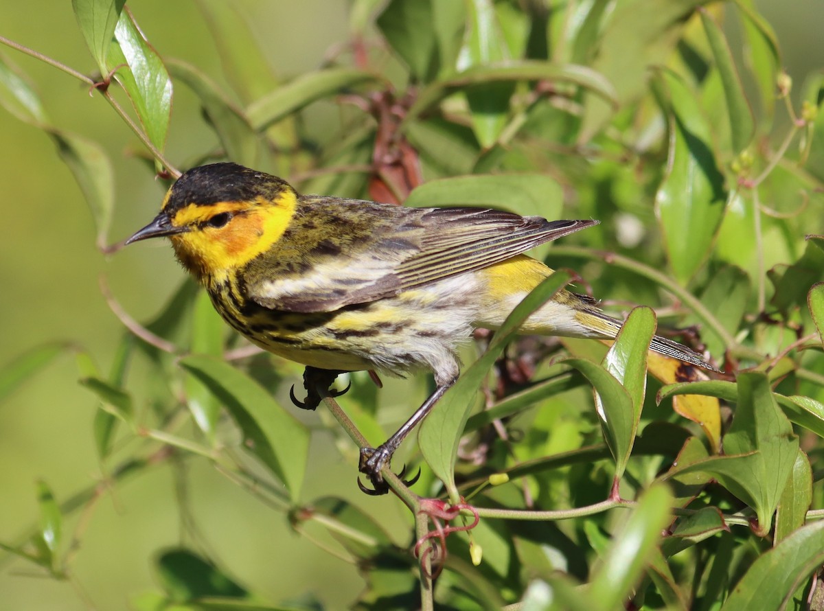 Cape May Warbler - Juli deGrummond