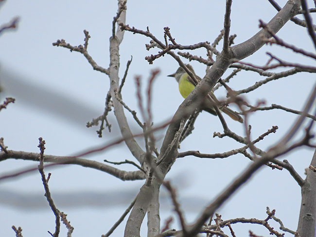 Great Crested Flycatcher - Nancy Anderson