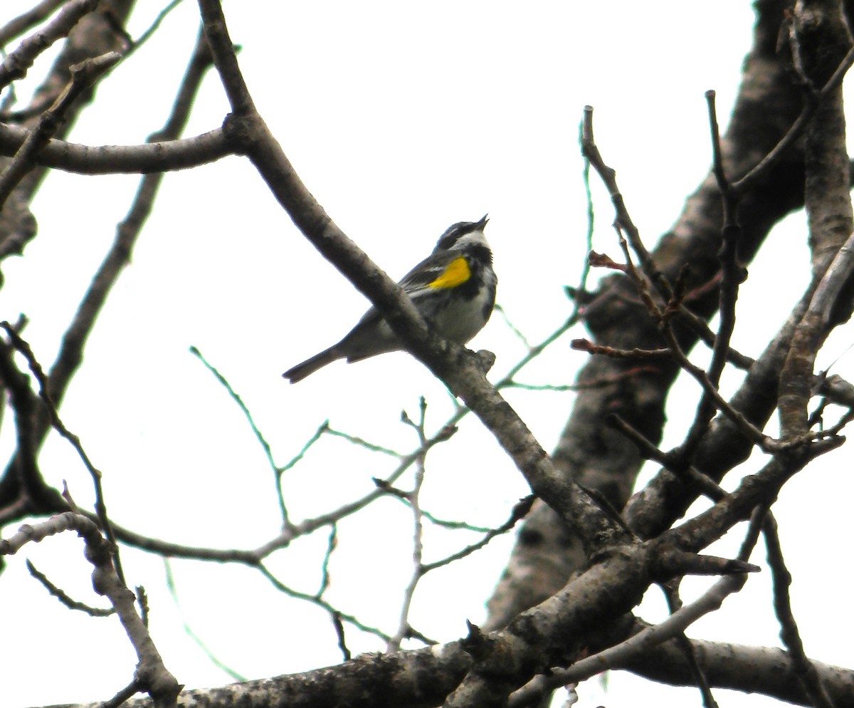 Yellow-rumped Warbler - Cindy Grimes