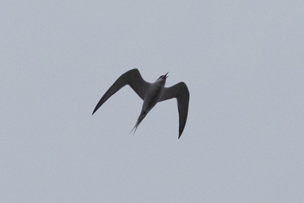 Common Tern - John Reynolds