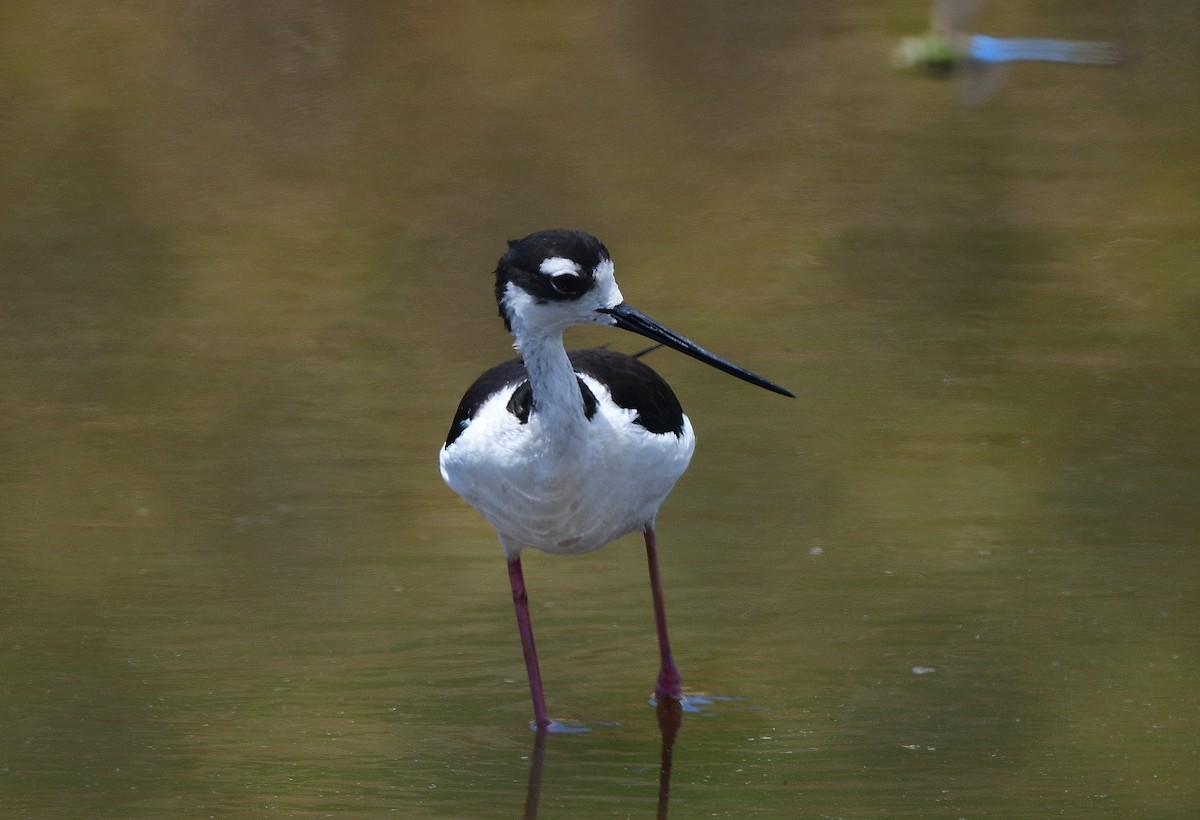 Black-necked Stilt - JoAnna Clayton