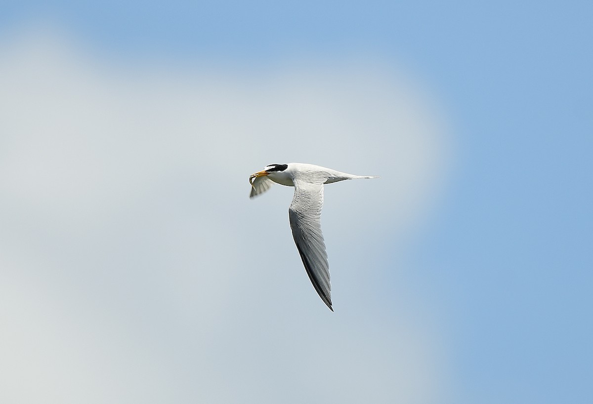 Least Tern - JoAnna Clayton