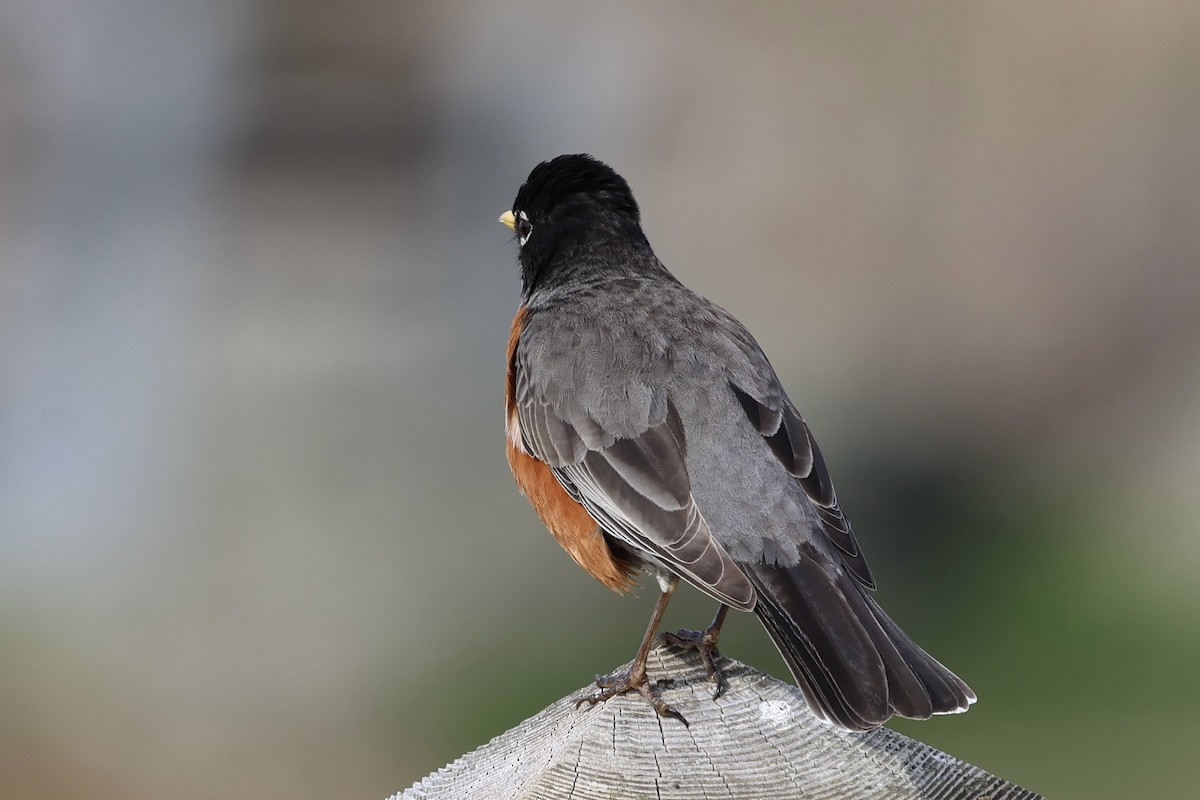 American Robin - ML618129782