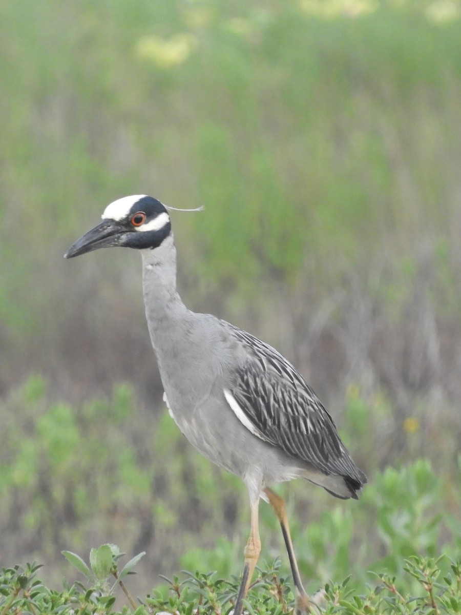 Yellow-crowned Night Heron - Kyleigh Godsey