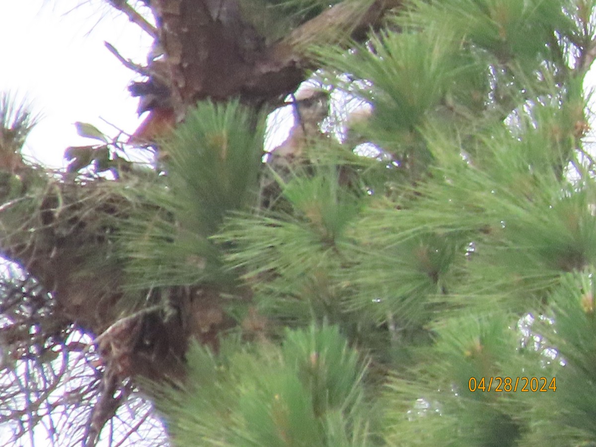 Red-tailed Hawk - Susan Leake