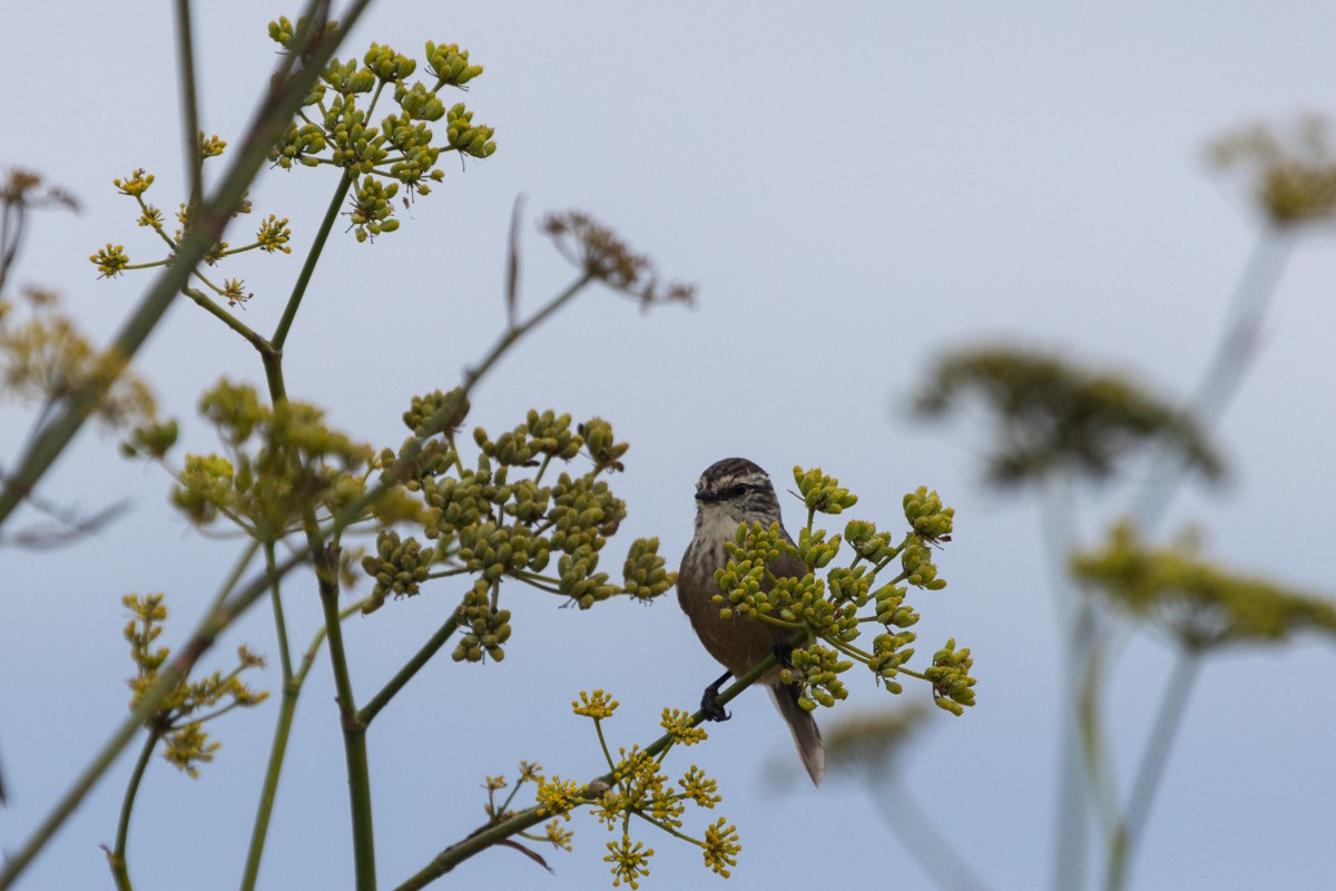 Plain-mantled Tit-Spinetail - ML618129816