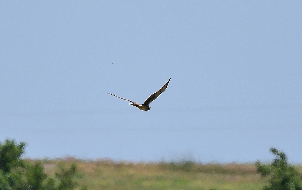 Northern Harrier - JoAnna Clayton