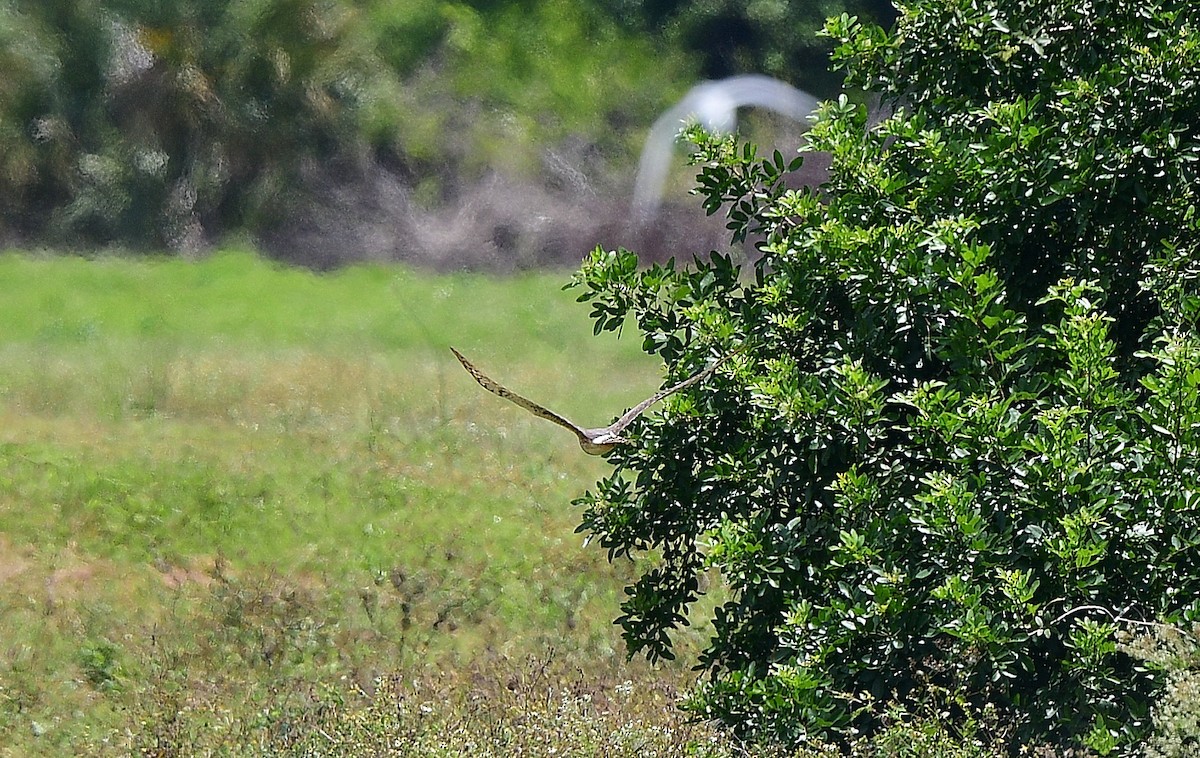 Northern Harrier - JoAnna Clayton