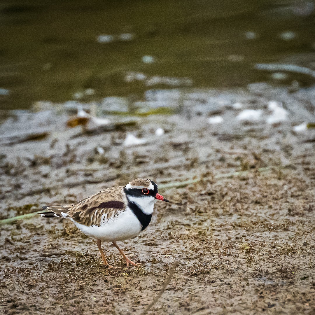 Black-fronted Dotterel - ML618129836