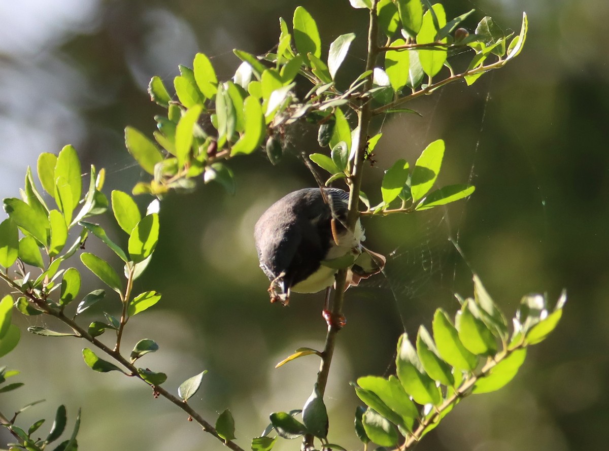 Black-throated Blue Warbler - Juli deGrummond