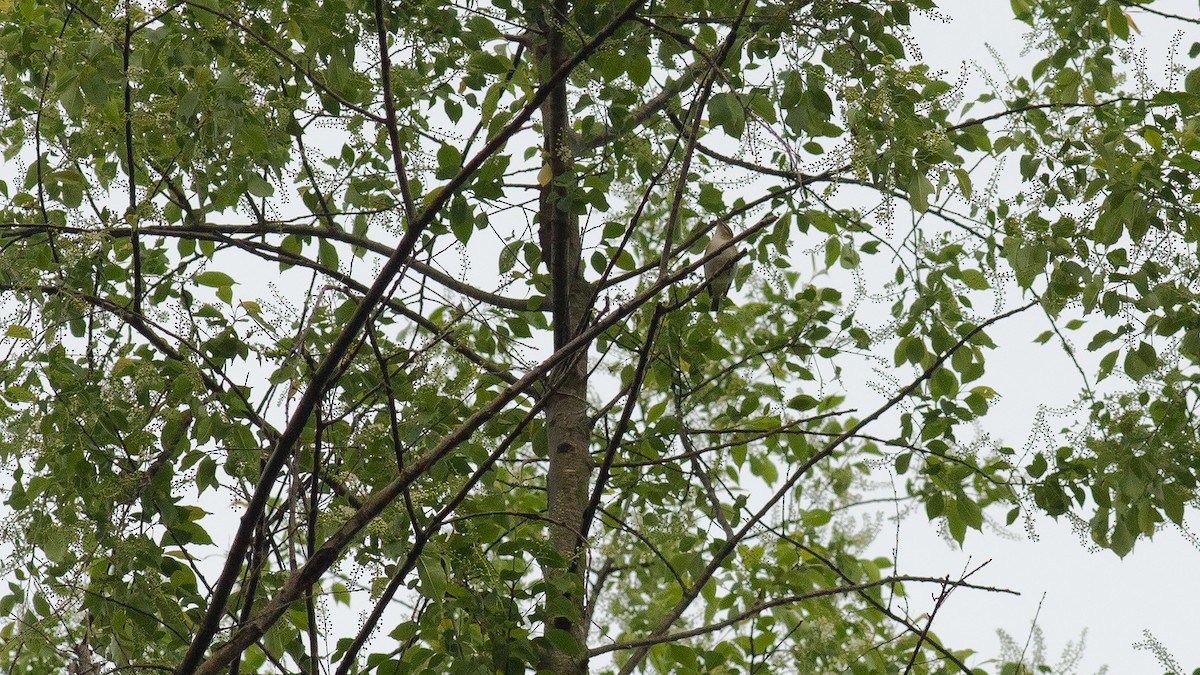 Red-eyed Vireo - Todd Kiraly