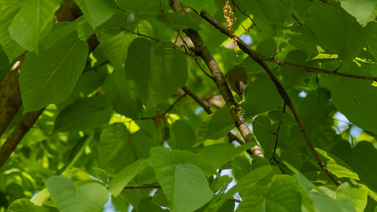 Red-eyed Vireo - Todd Kiraly