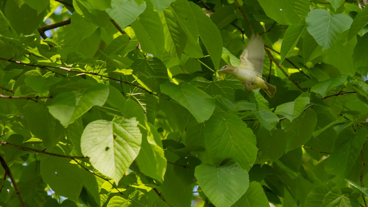 Red-eyed Vireo - Todd Kiraly