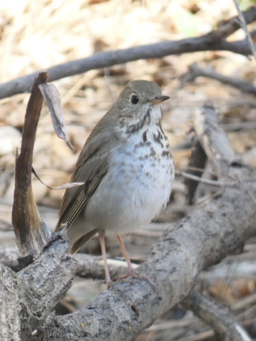 Hermit Thrush - Cory Ross