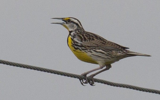 Eastern Meadowlark - Tom Devecseri