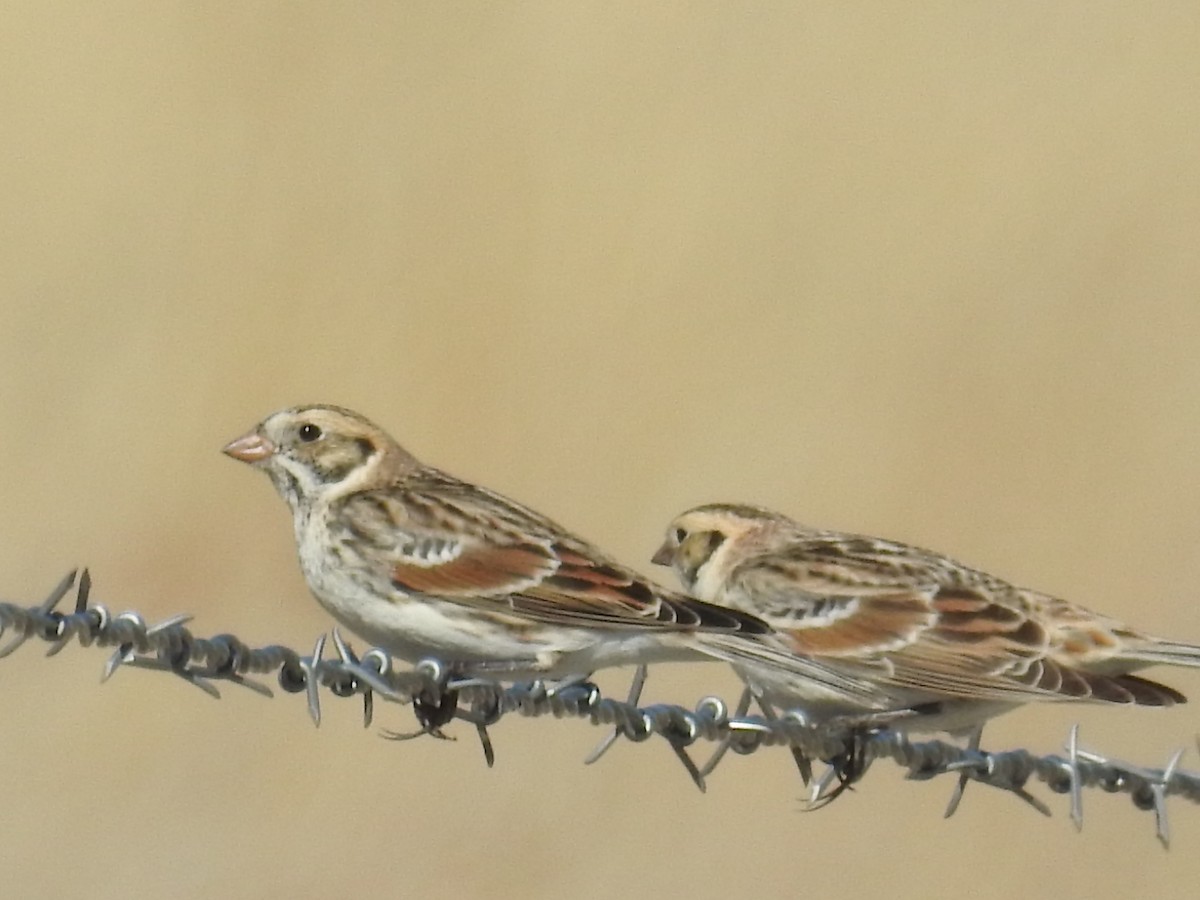 Lapland Longspur - ML618129856