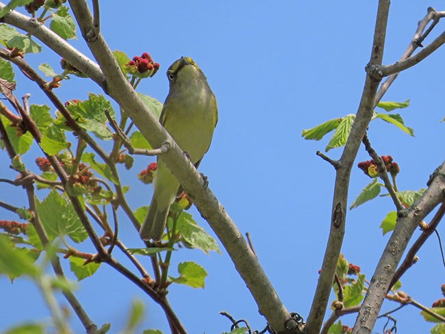 White-eyed Vireo - Nancy Anderson