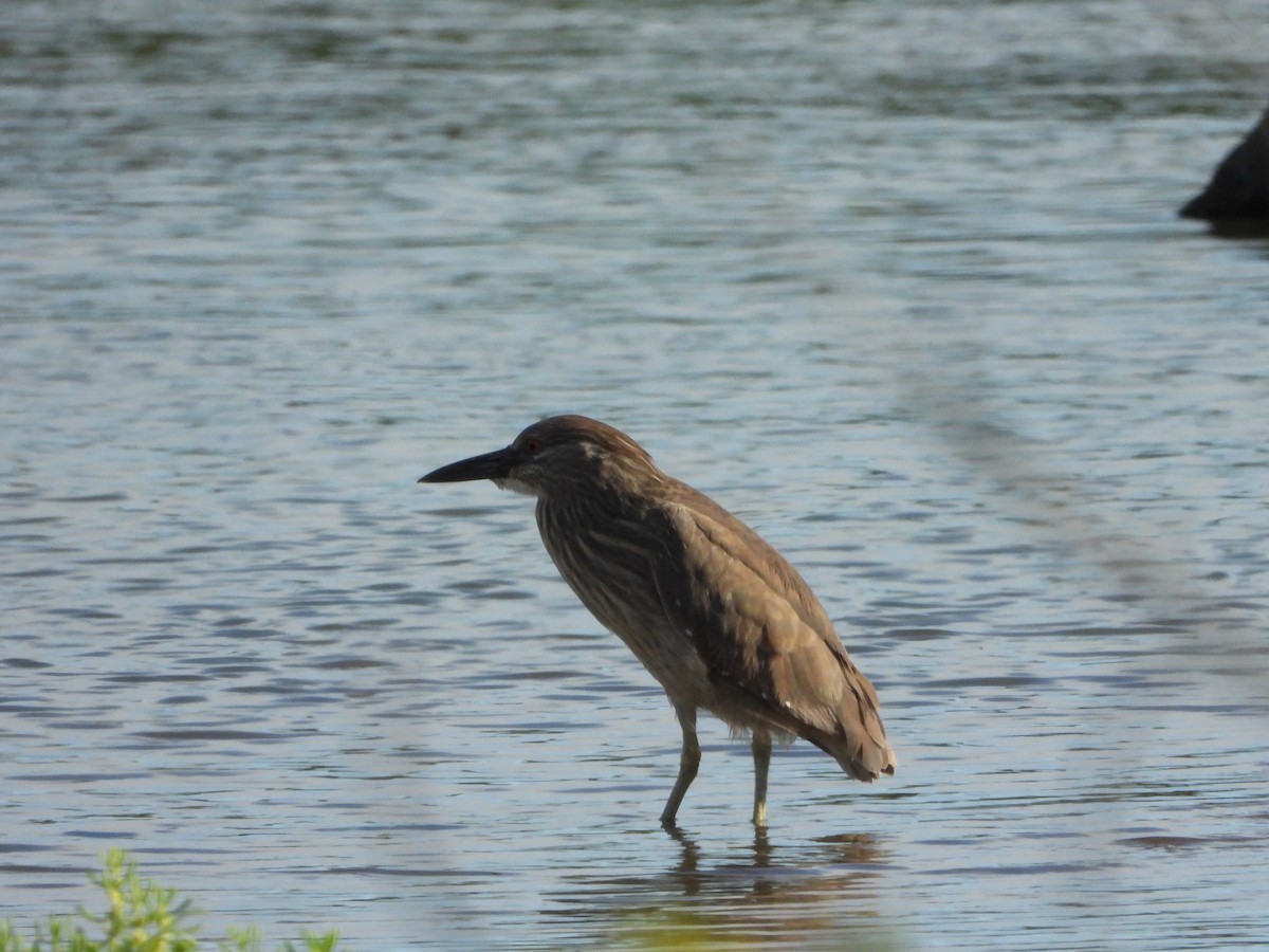 Black-crowned Night Heron - Anonymous