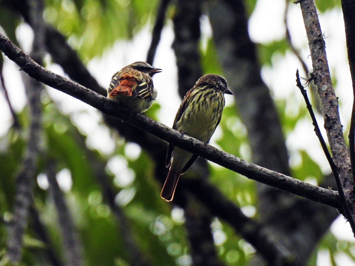 Sulphur-bellied Flycatcher - Marilyn Ureña