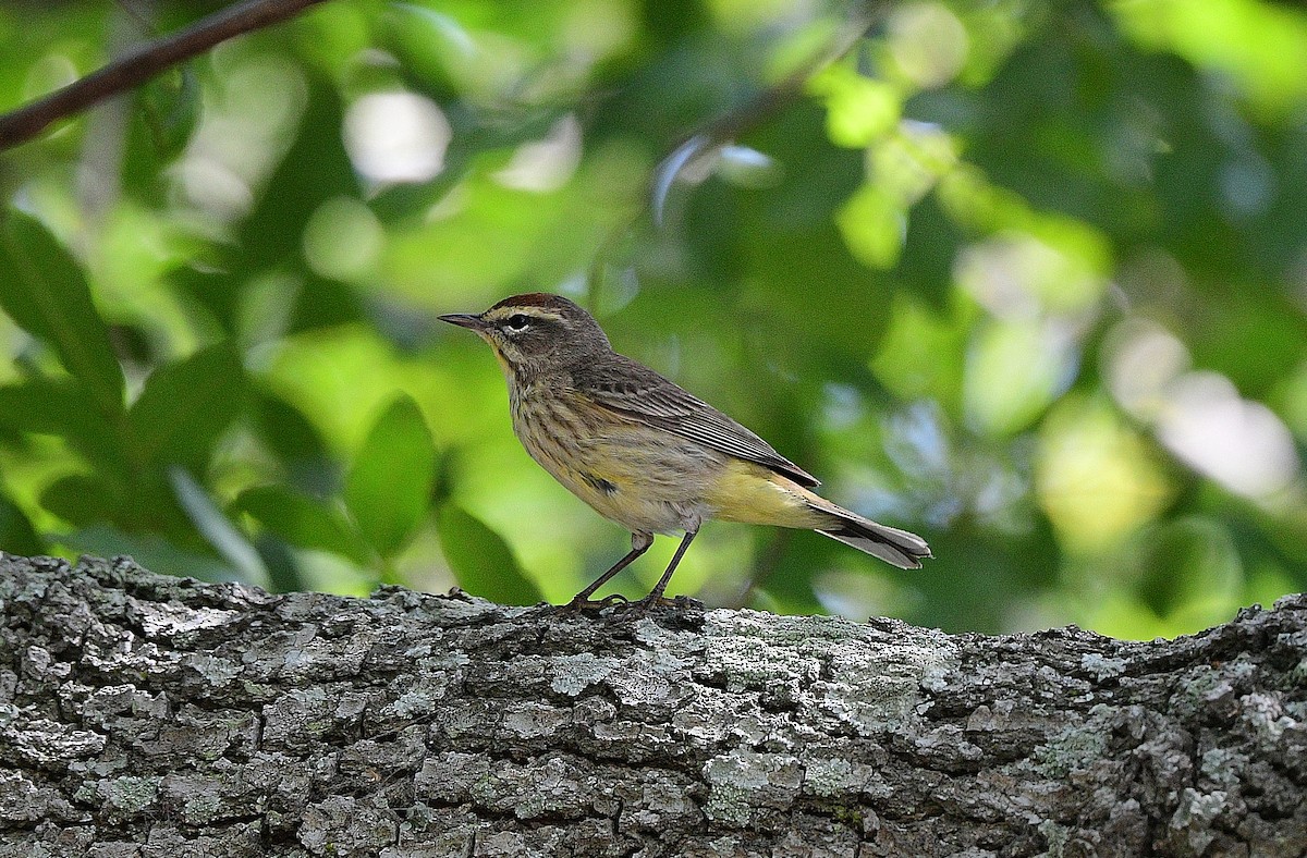 lesňáček bažinný (ssp. palmarum) - ML618129893