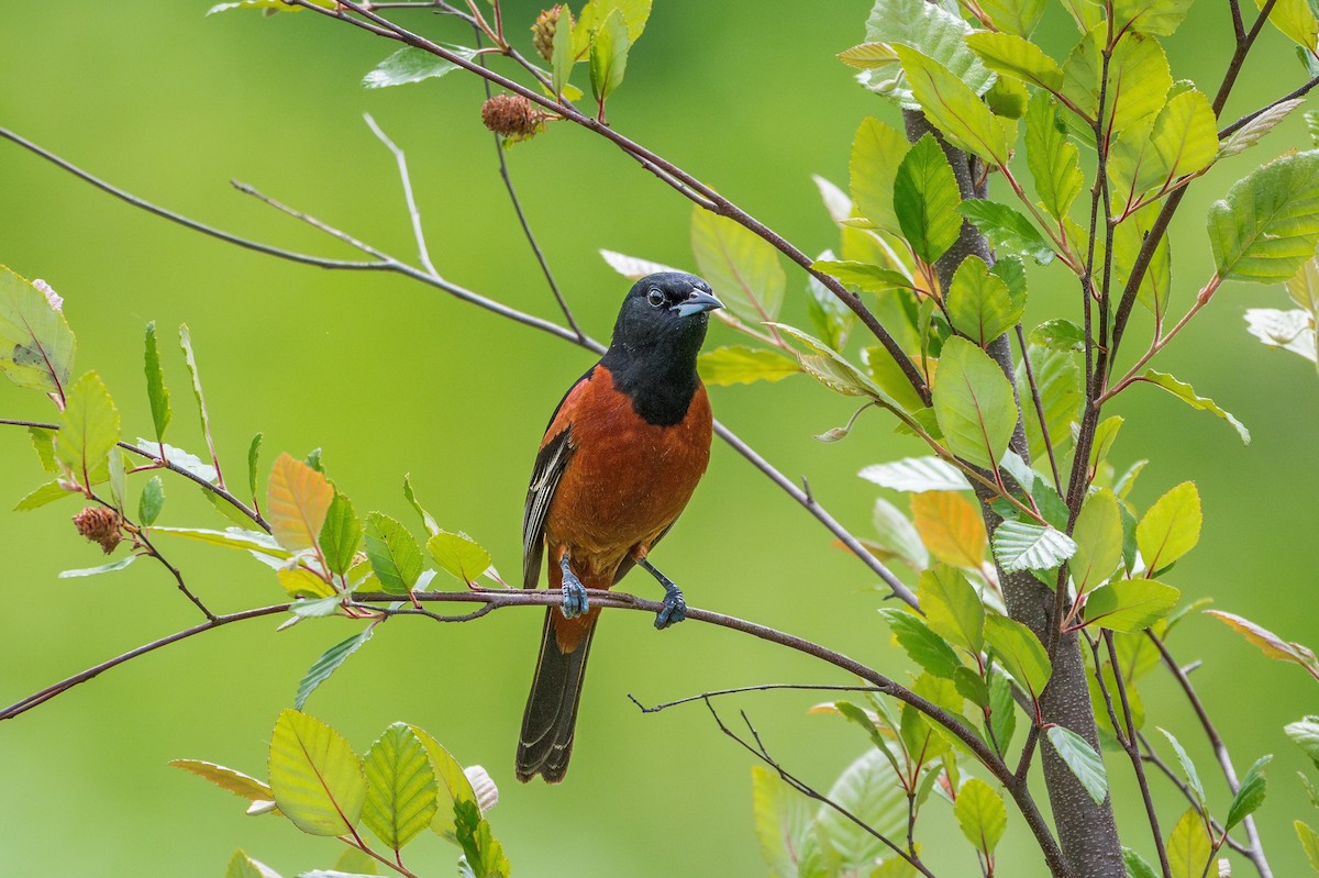 Orchard Oriole - Richard Pockat