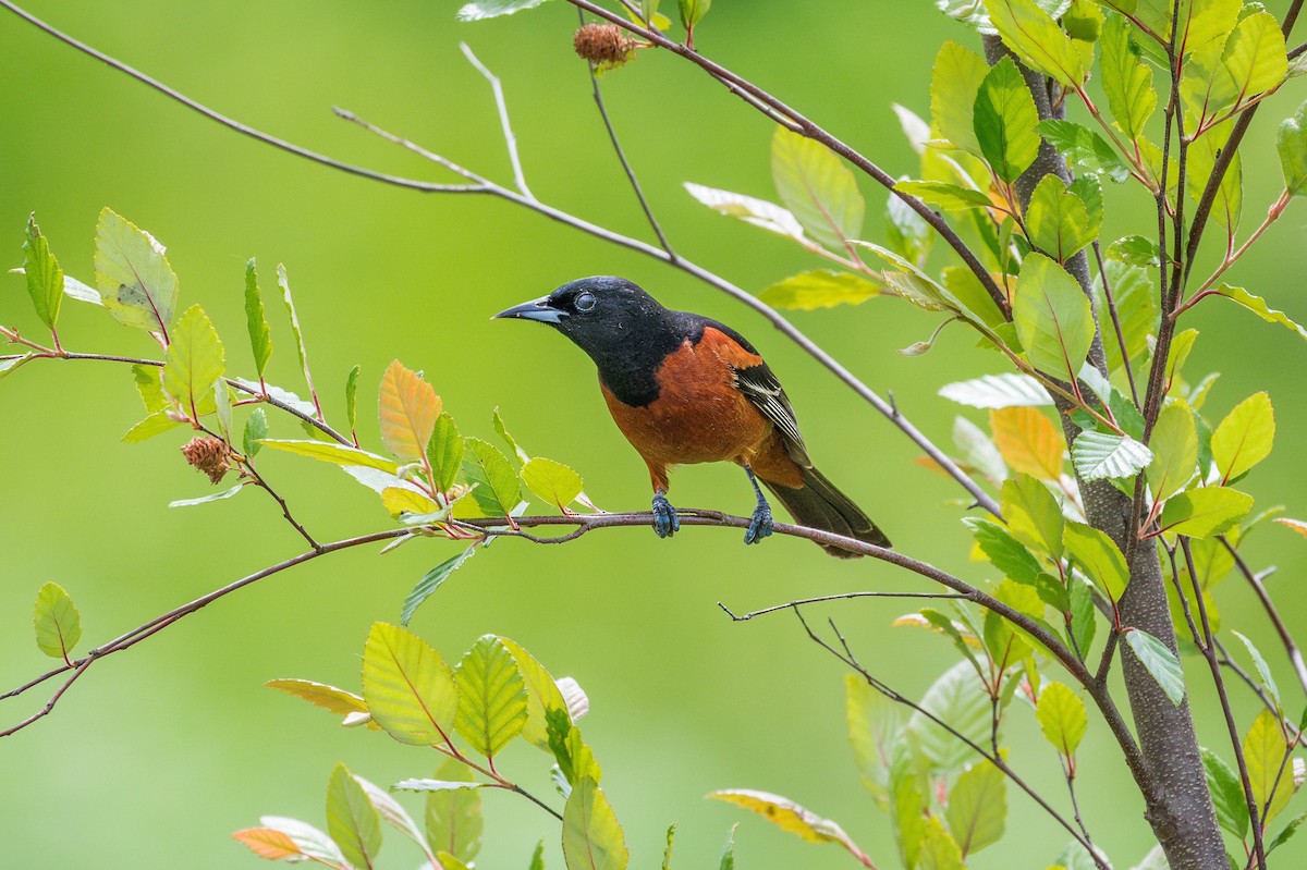 Orchard Oriole - Richard Pockat