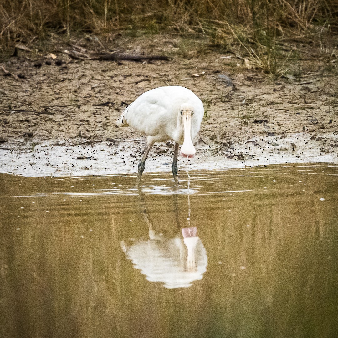 Yellow-billed Spoonbill - ML618129915