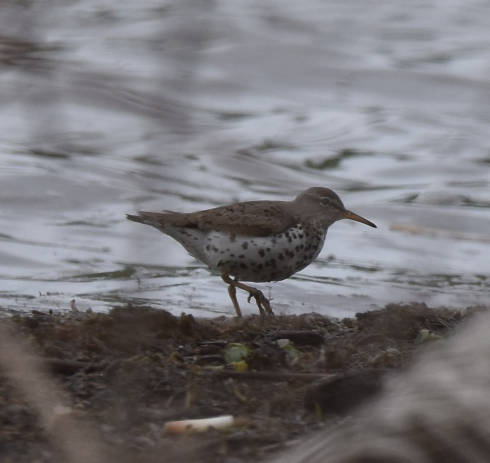 Spotted Sandpiper - David and Ann Snodgrass