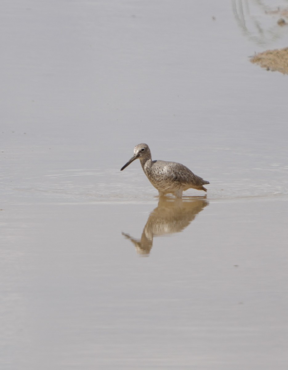 Willet - ML618129944