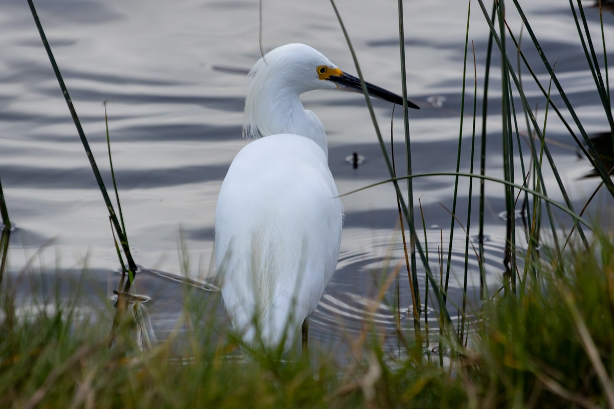 Snowy Egret - ML618129945