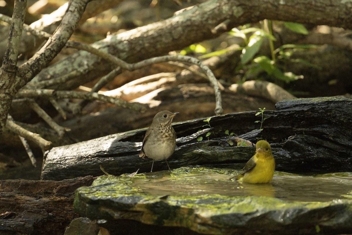 Gray-cheeked Thrush - Neil Earnest