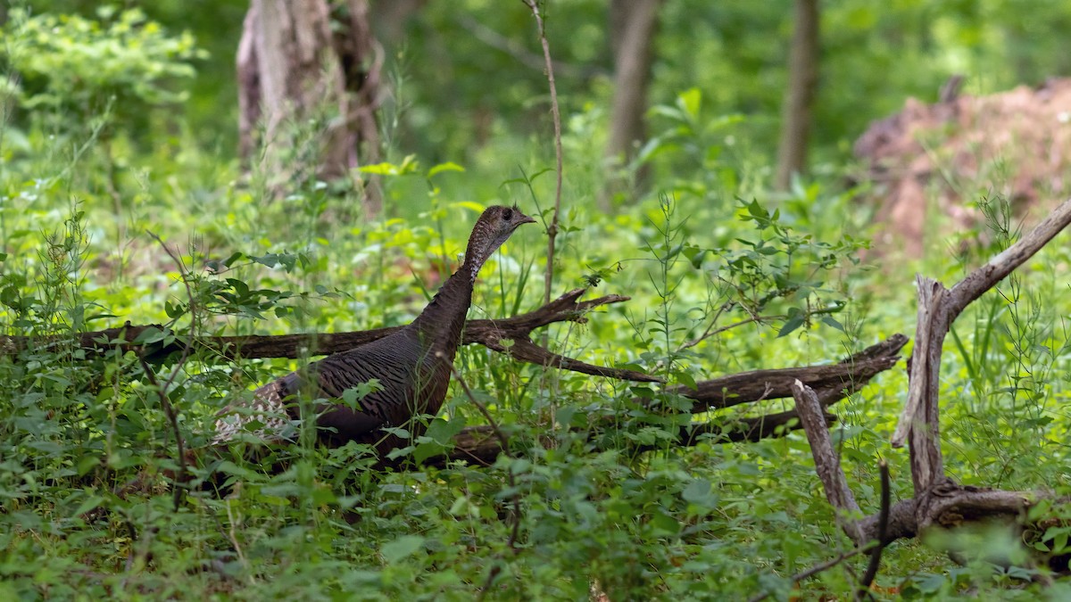 Wild Turkey - Todd Kiraly