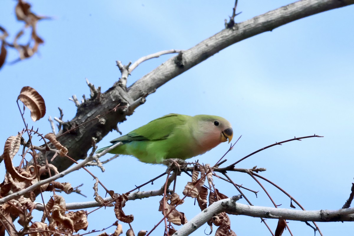 Rosy-faced Lovebird - ML618129958