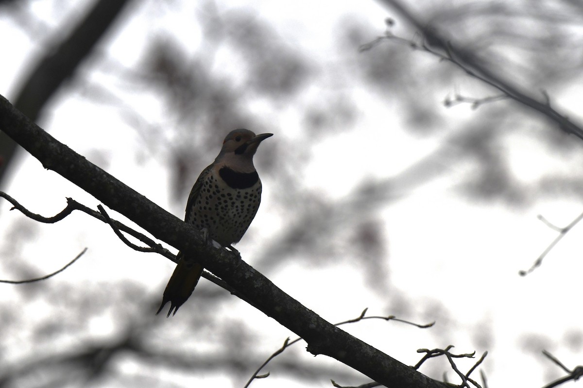 Northern Flicker - Kazumi Ohira