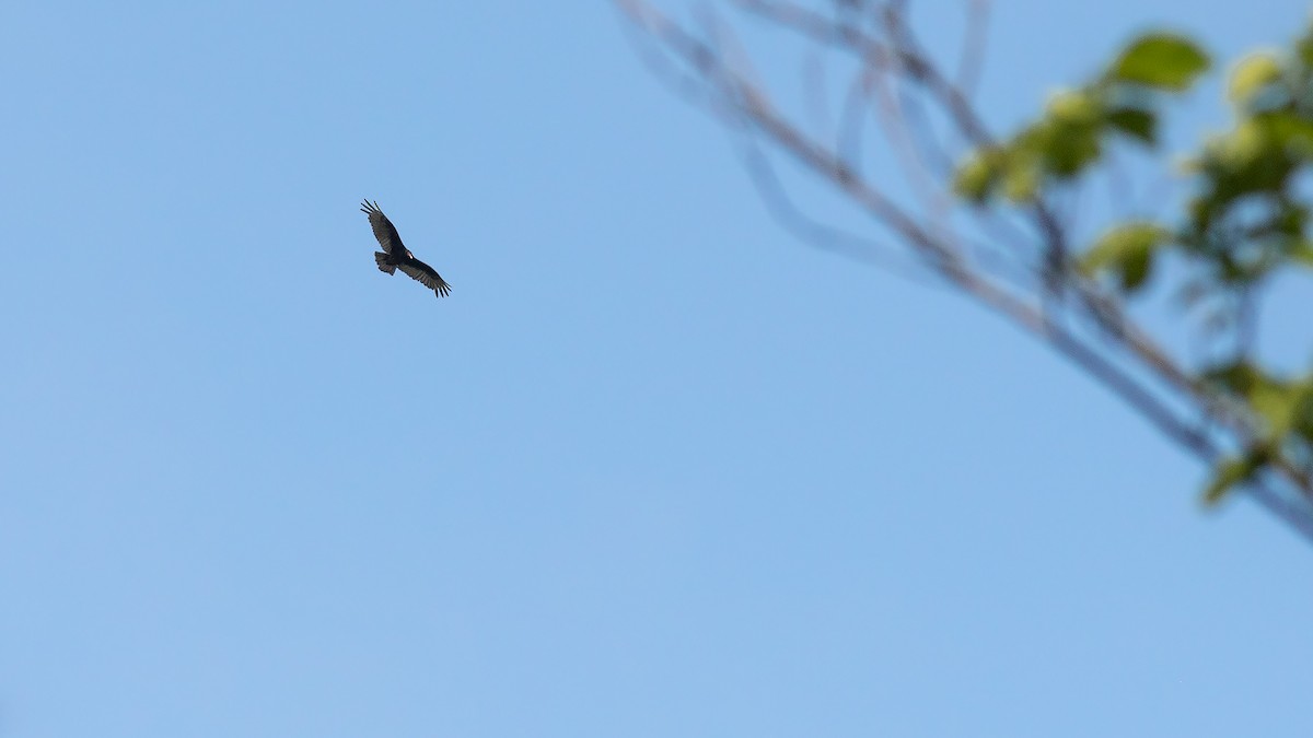 Turkey Vulture - Todd Kiraly